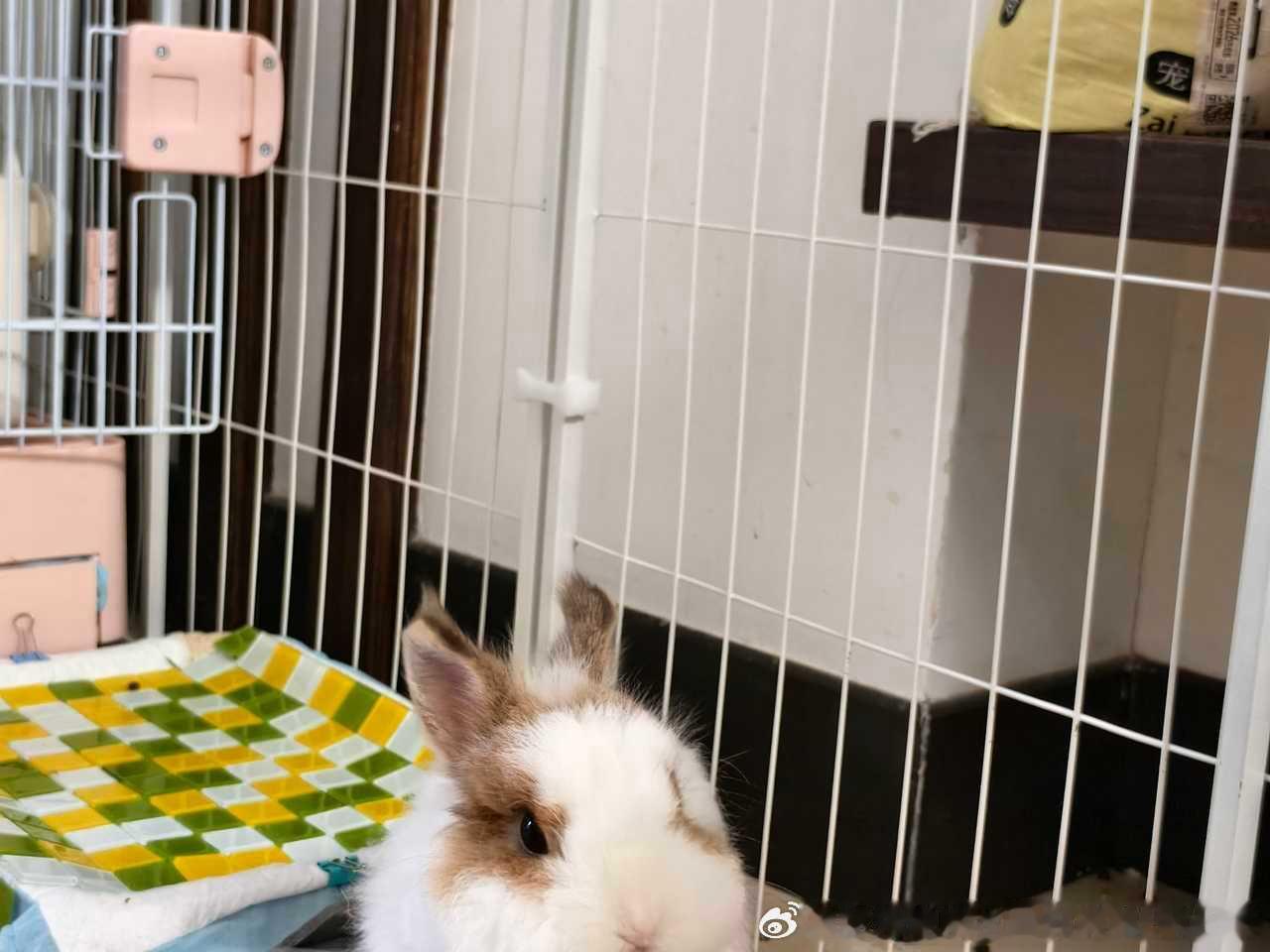 15298🐇【探头】 ​​​