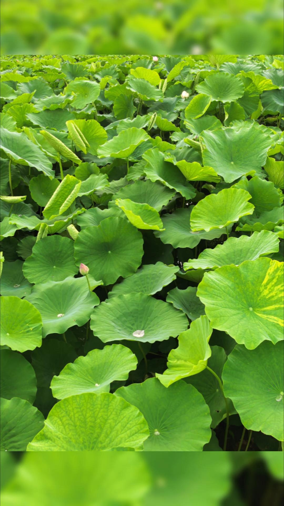 夏日生活打卡季 夏日生活真是丰富多彩！看新闻，央视画面里东风 - 17有了新变化