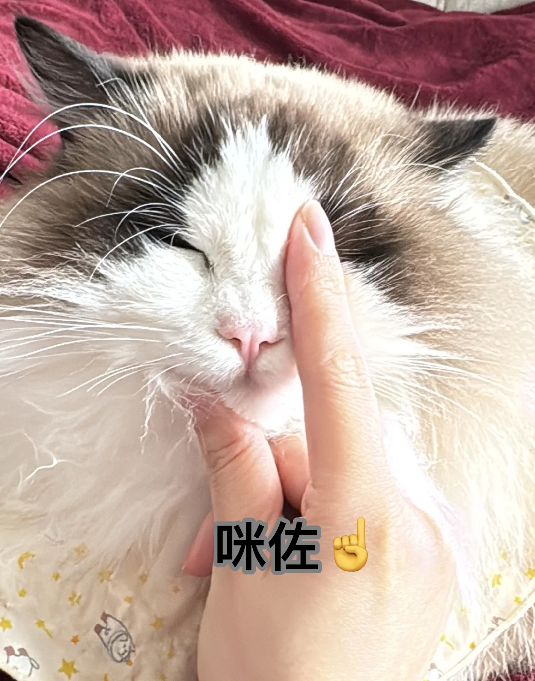 咪佐驾到！☝️