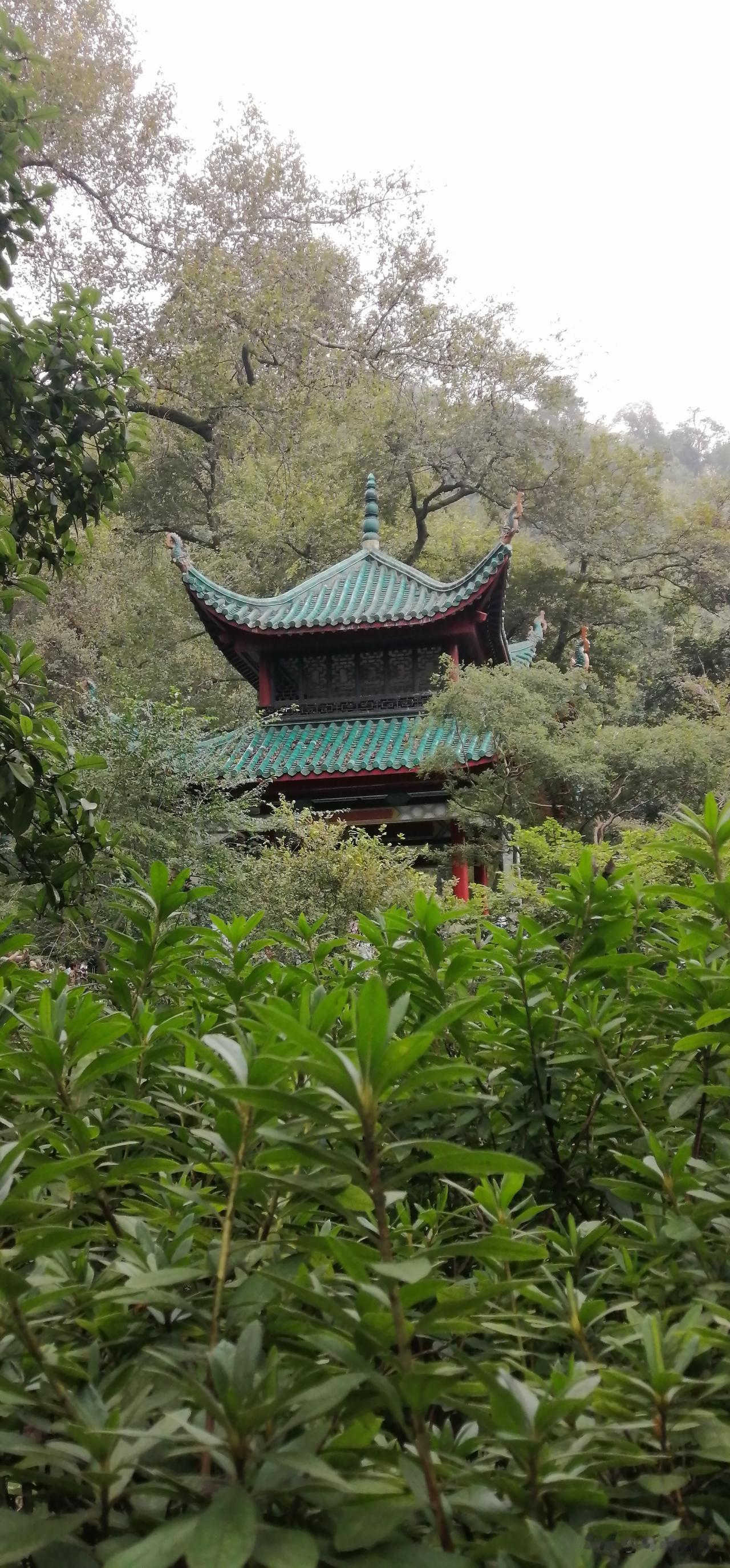 重阳节，我们去爬山。
爬的是岳麓山这座千年文化名山。
一进山门就是走的”登高路"