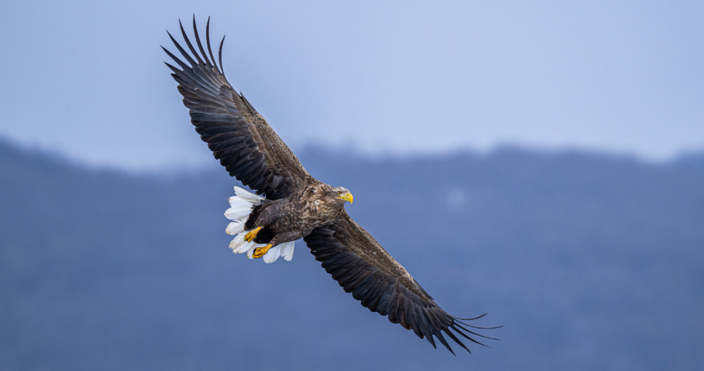 2026我的动物朋友 白尾海雕展翅凌云，翼展如墨染苍穹，白尾点睛，傲立风雪间，是