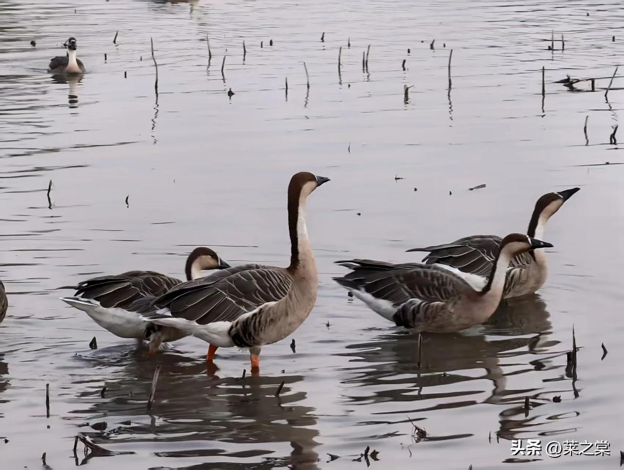 黑羽浮沉    枯荷听雨