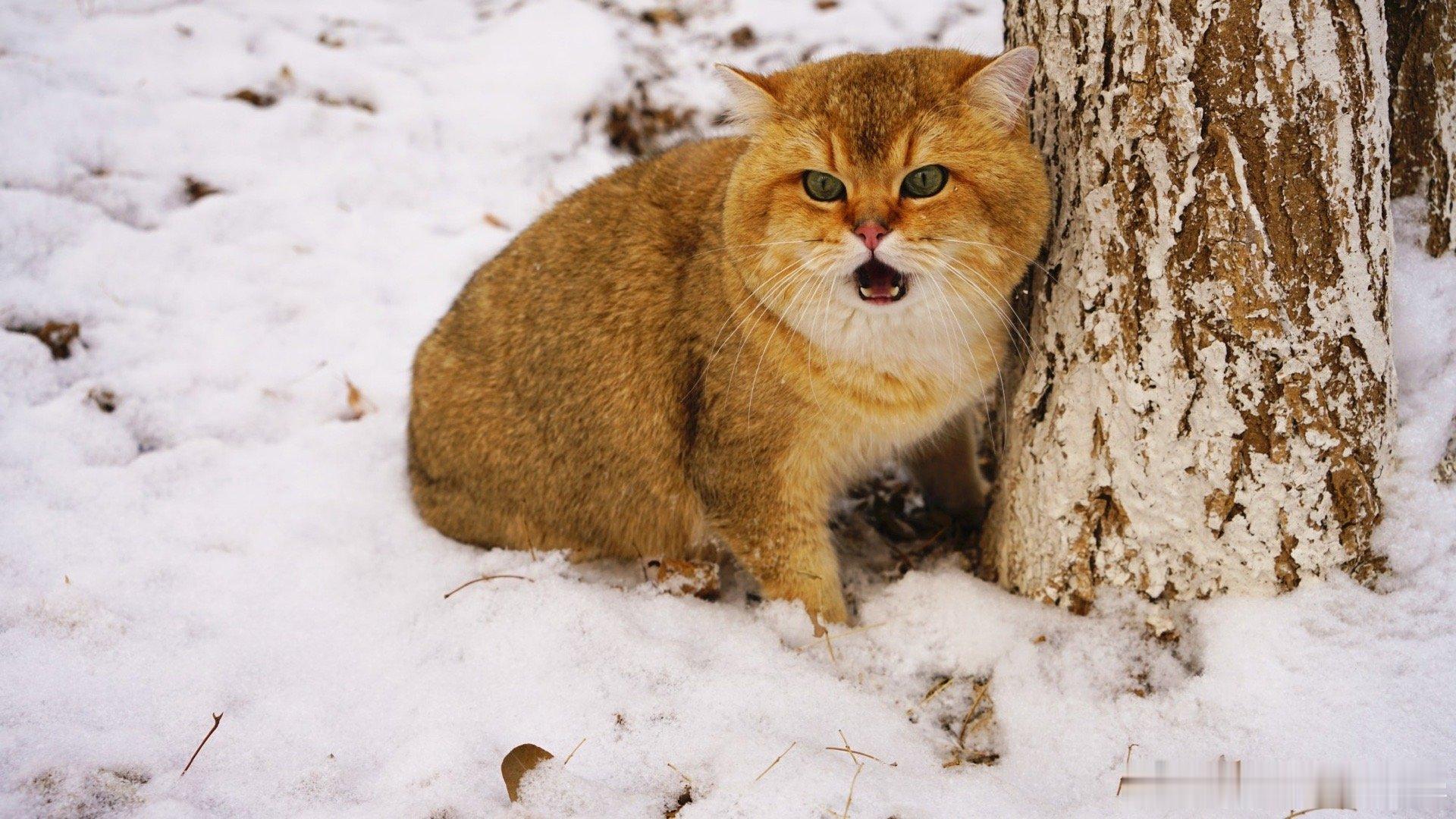 北京下雪了！等积雪可以带猫猫拍照了 #萌宠闹新春# ​​​