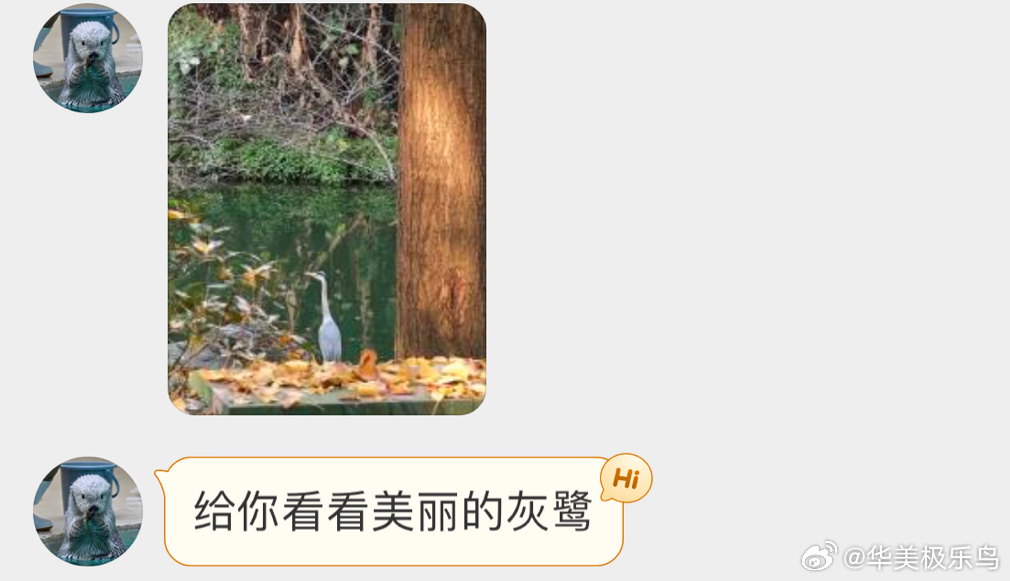 #鸟粉投稿# 思考鸟生的【苍鹭】 ​​​