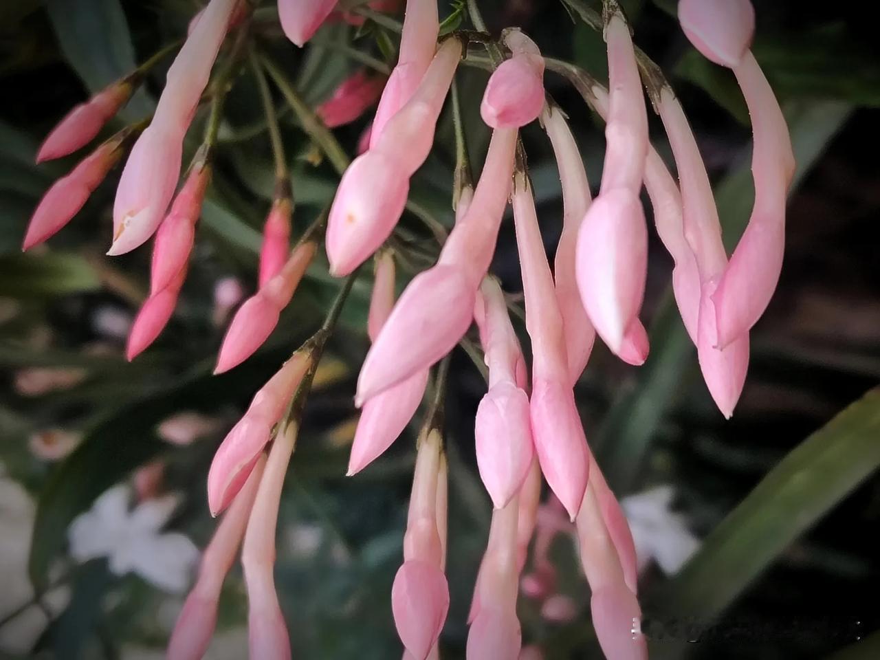 四川是它的产地，杰妹这里却并不常见。

大花茉莉，还有别名素英、耶悉茗花、野悉蜜