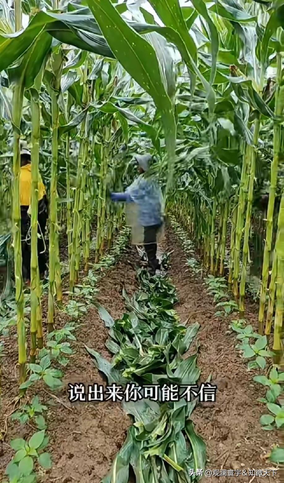 在玉米地里套种红薯，收效更好，今年我家也准备套种！