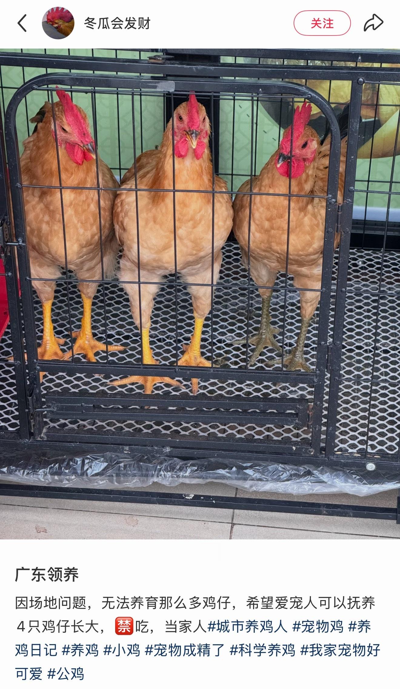 好小众，广东领养，但是领养的是鸡！得确保领养人家里没厨房
