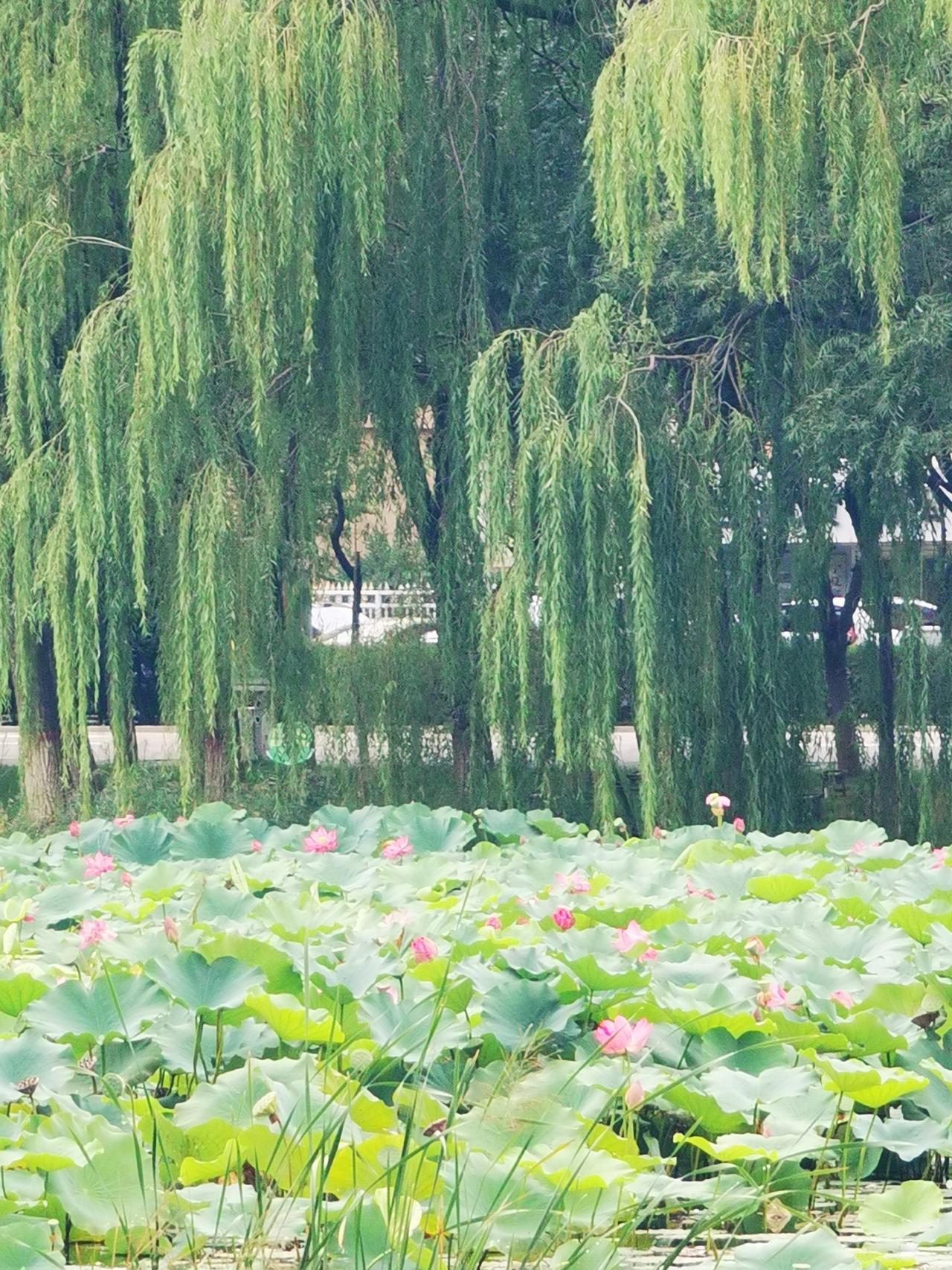 一片荷花池
看着真喜庆
池边有垂柳
谁在陪伴谁