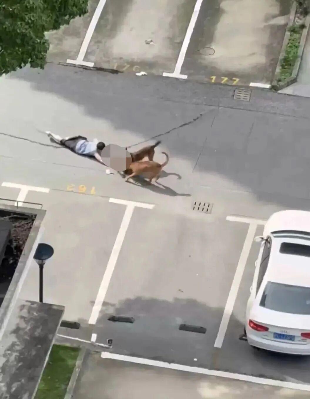 两条恶犬窜进小区疯狂撕咬男童，现场视频看得人头皮发麻！

更让人没想到的是，这次