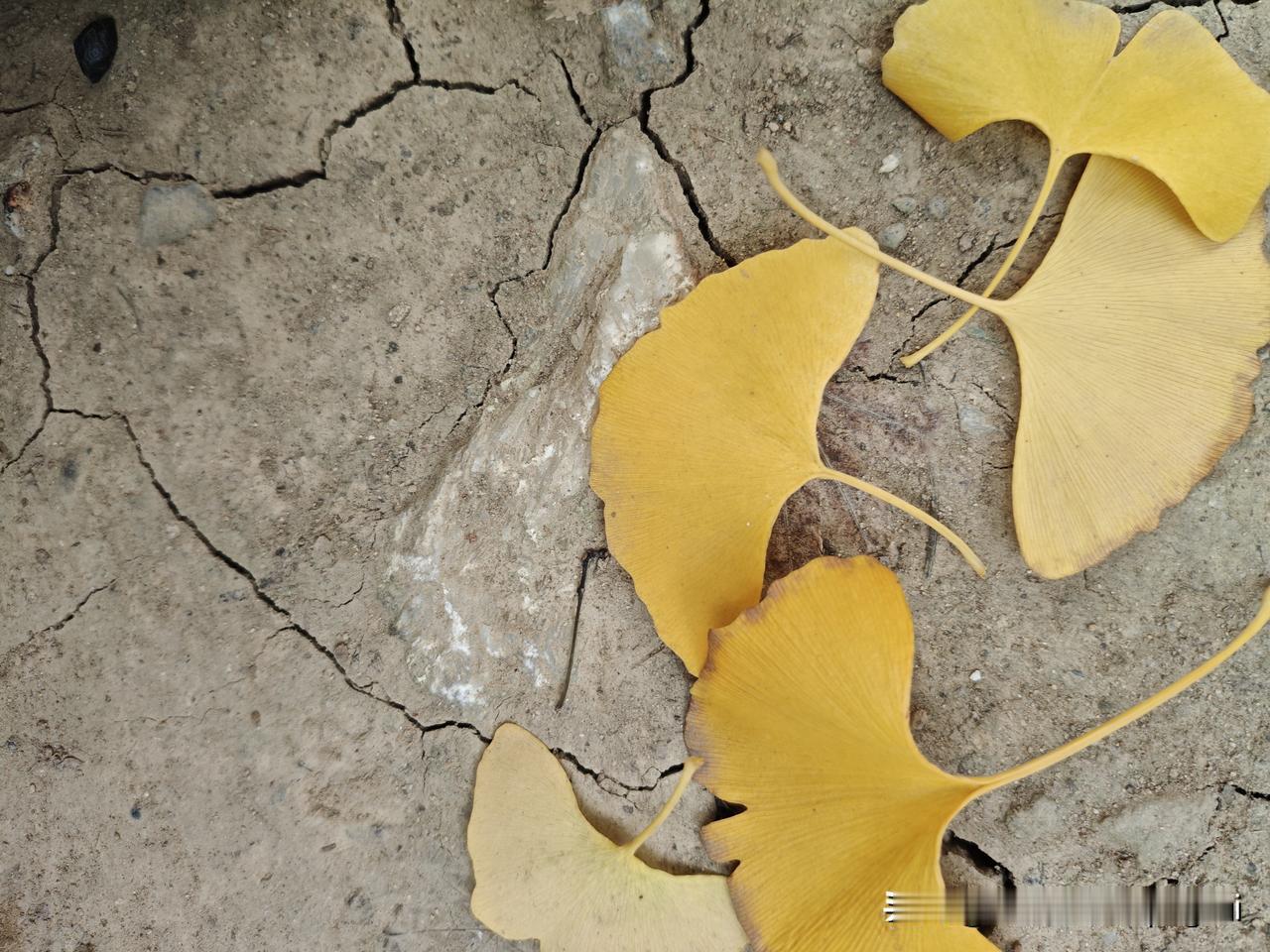 《银杏叶的摆烂日记》
 
风喊我下班的那天
我正趴在枝头数
第几个路过的人
把我