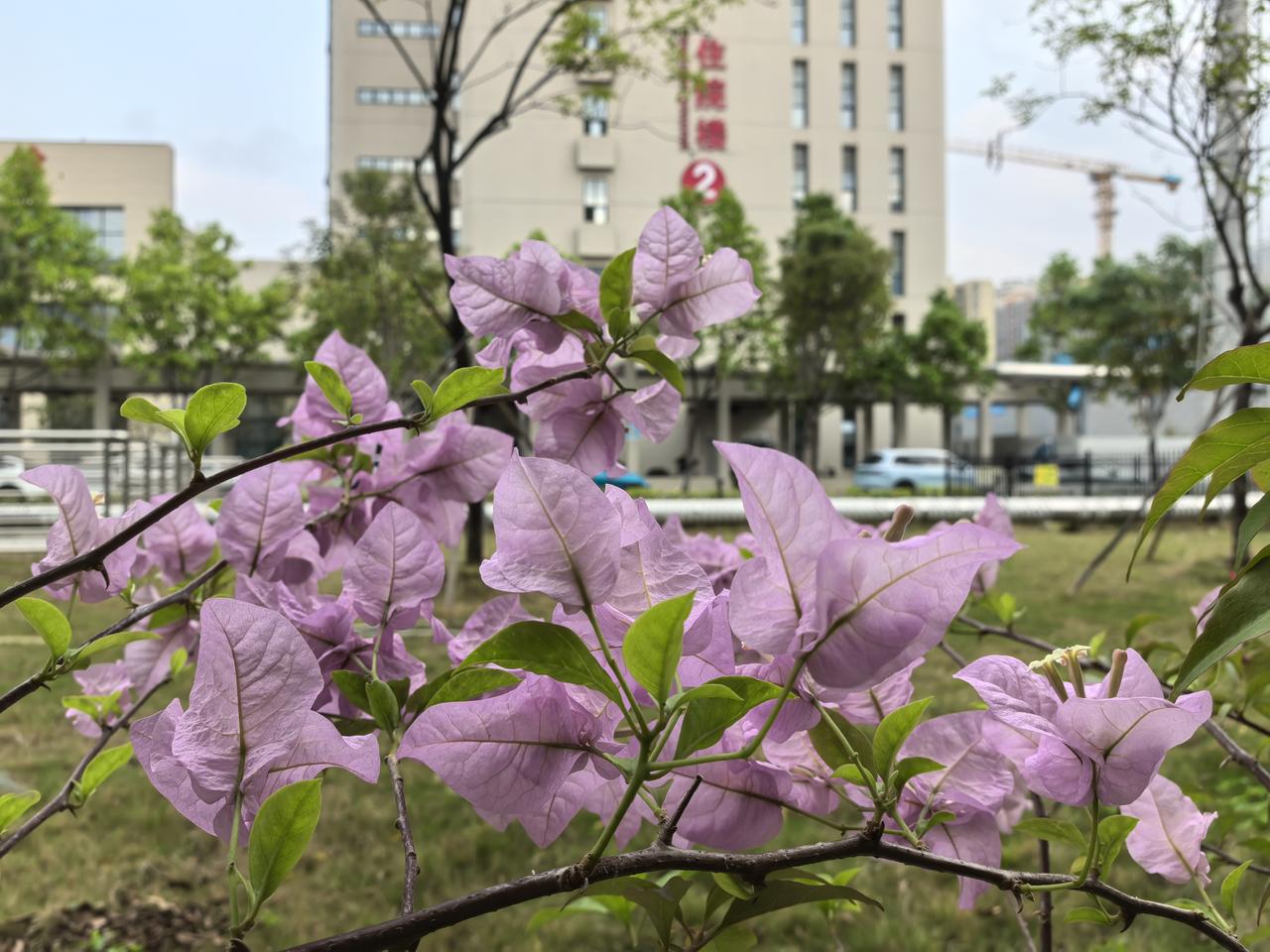 天色沉沉，医院的三角梅照常绽放。花意灼灼，真是一剂治愈夜班疲惫的良药。