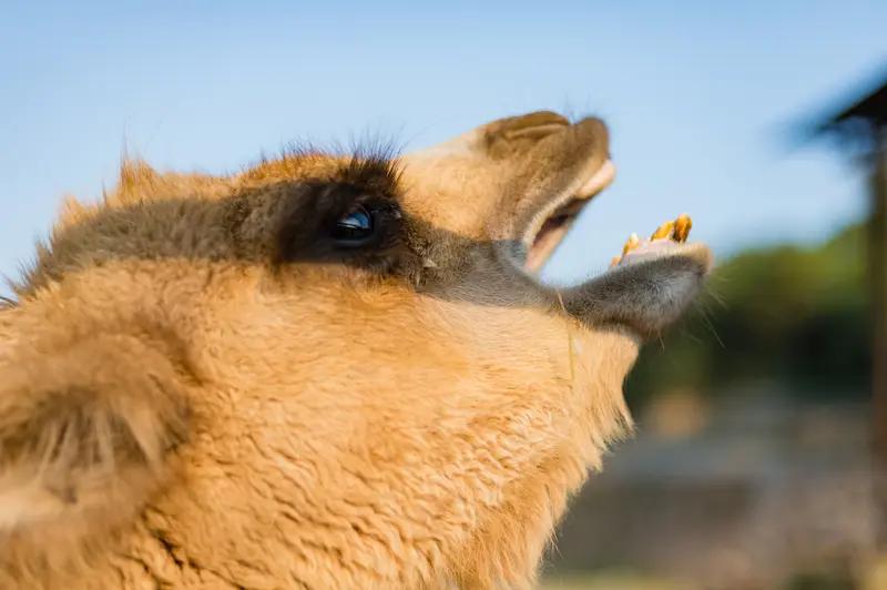 包头牧民称22头骆驼被狼咬死这也太闹心了。 包头牧民石女士太惨了！从2023年至
