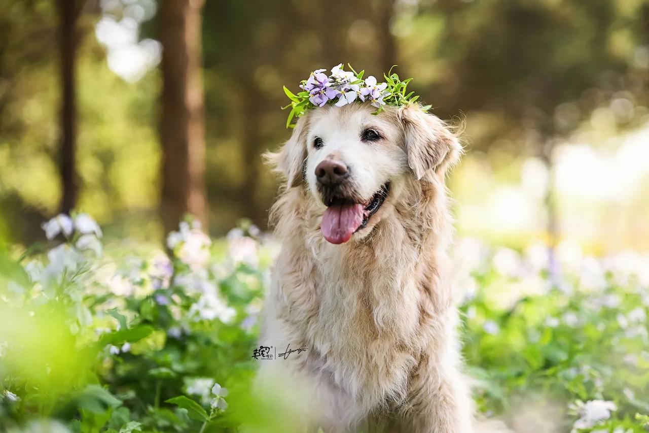 17岁的大宝宝
汪生圆满了🤩
【花季拍摄】