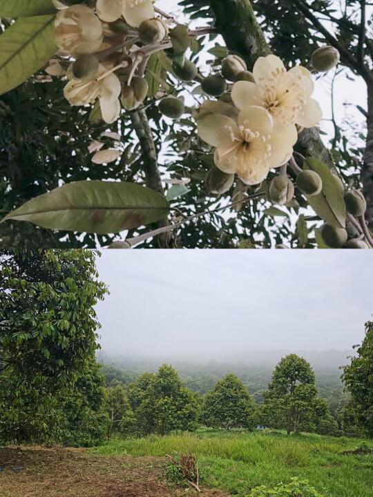 🇲🇾在马来西亚种榴莲是一种什么样的体验