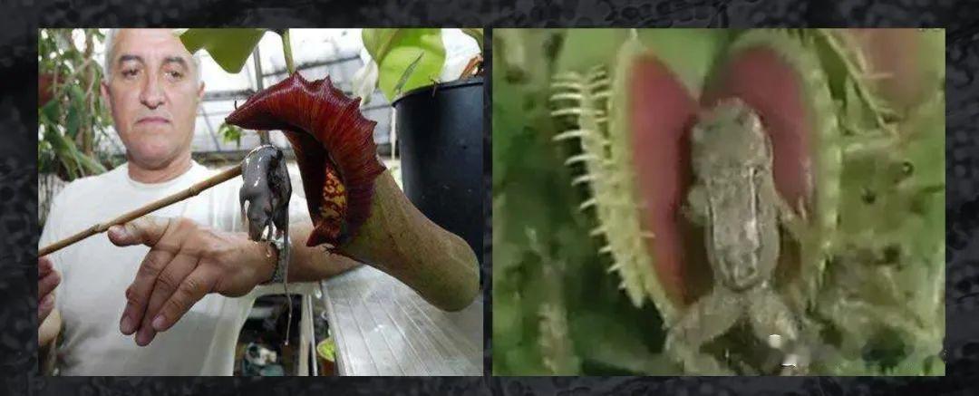 #每天一条冷知识# 食虫植物不仅仅吃昆虫和节肢动物，有些时候它们还可以吃小型的哺