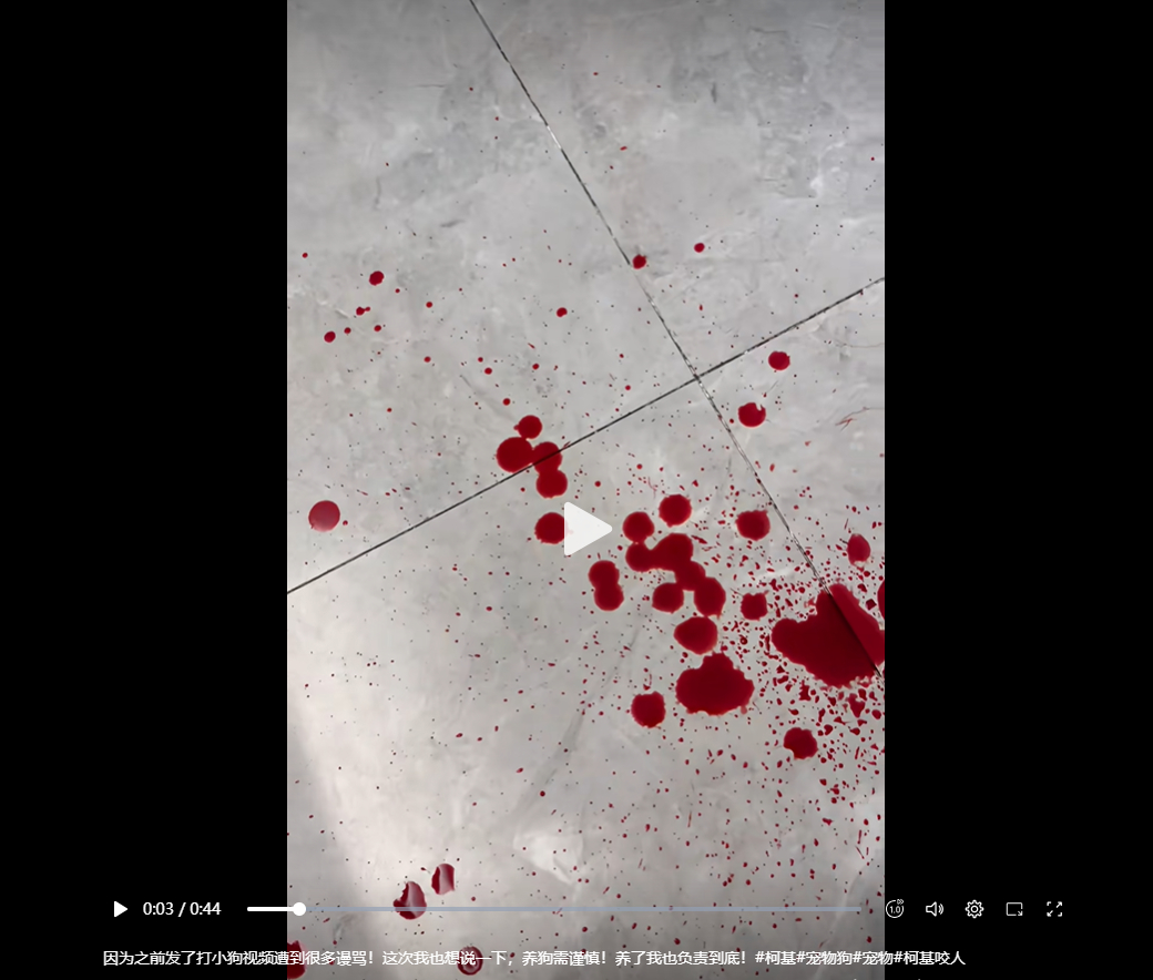 狗粉的福报，[旺柴]。那些邪教徒不是经常说对狗好有福报吗？这头狗粉居然还对被它的