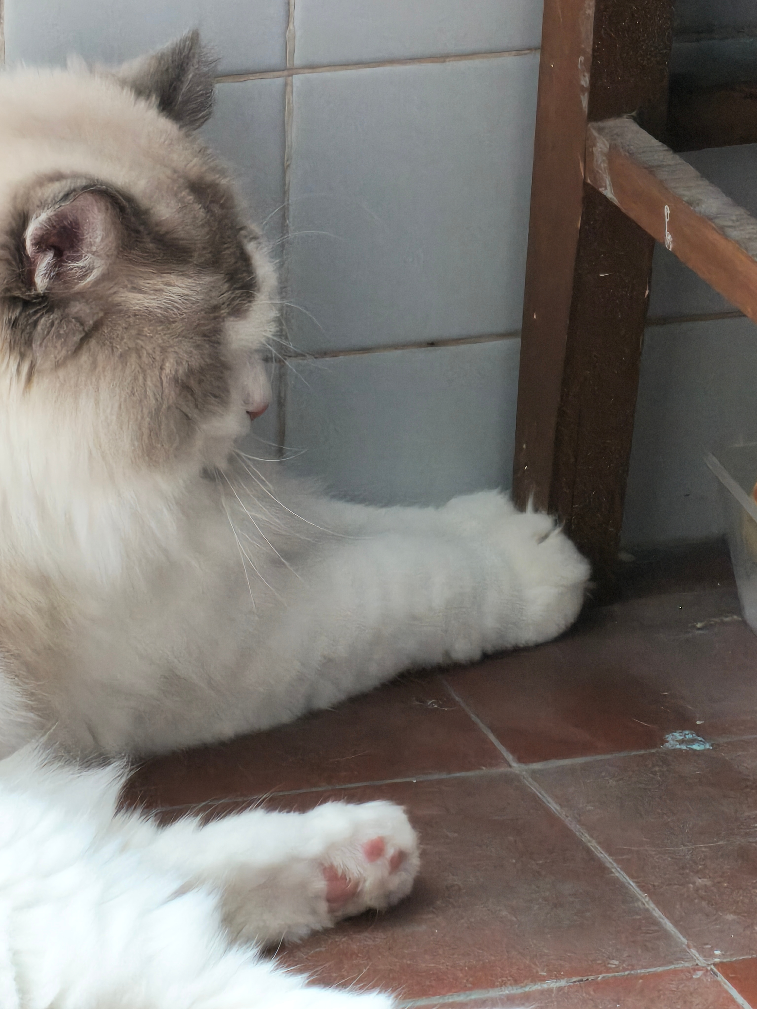小猫虔诚祈祷中