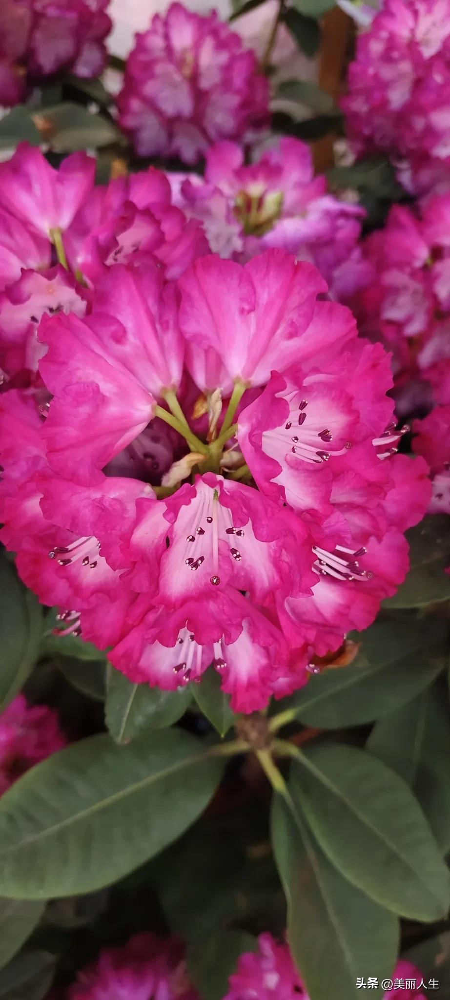 心若向阳，处处皆风景；嘴角上扬，日日是好天。生活的诗意，藏在平凡的小欢喜里，保持