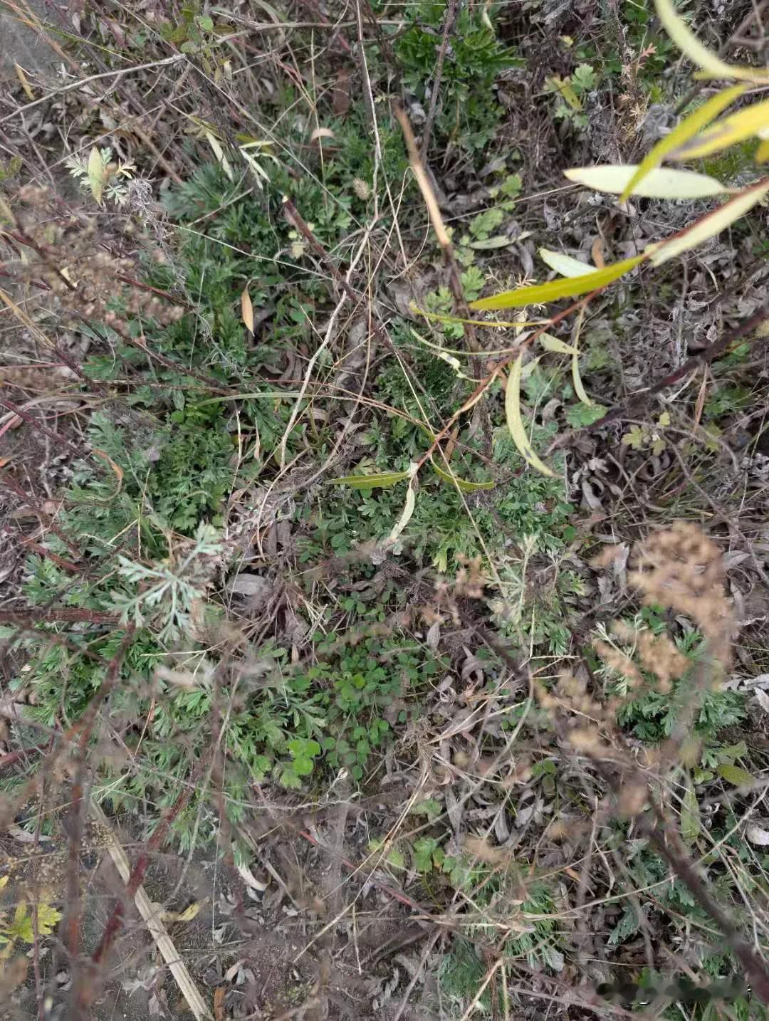 野径无人草自芳，绿意盎然春意长。汉中冬天的荠荠菜。