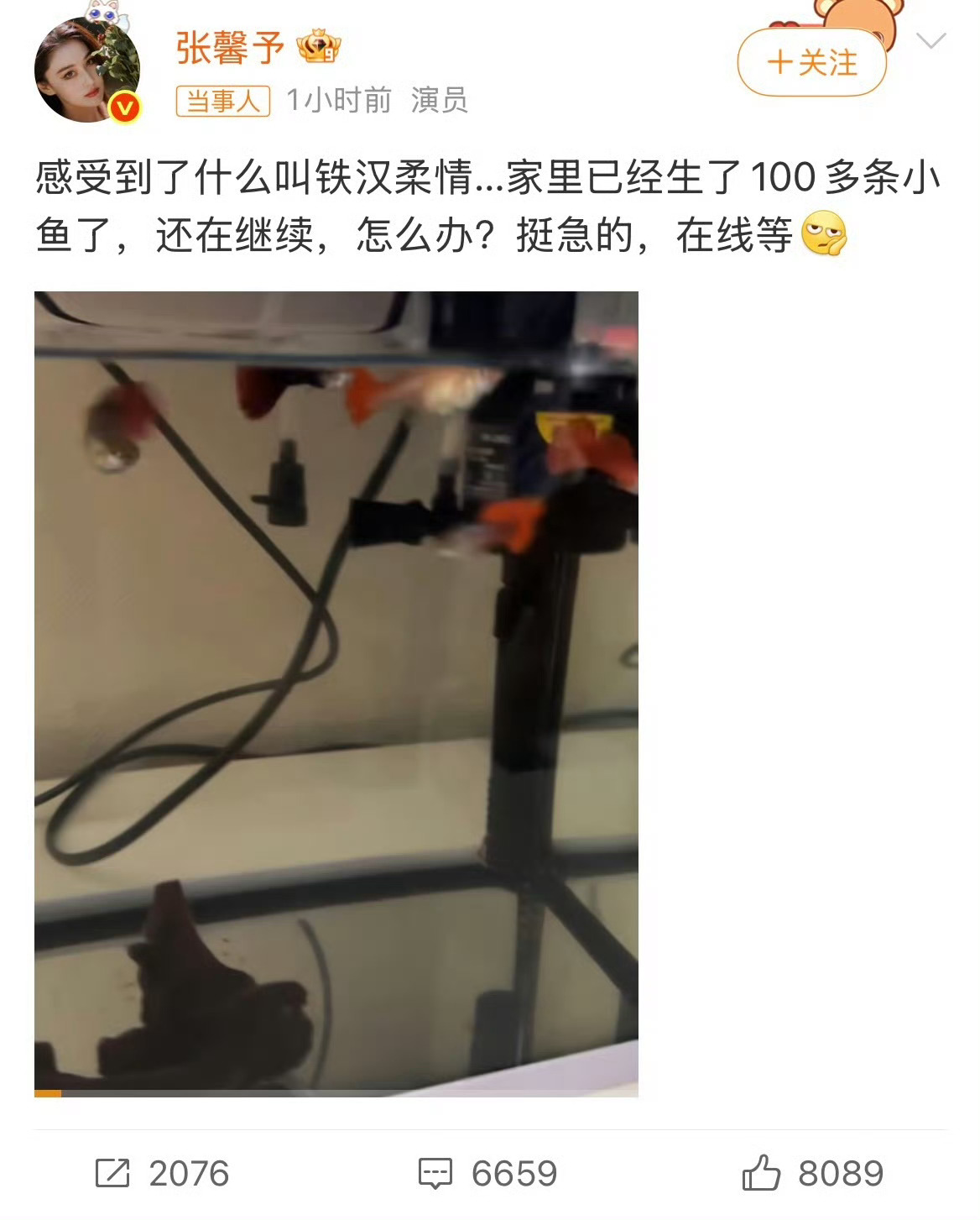 张馨予家里已经生了100多条小鱼了 为什么我家的就养不出小鱼，难道鱼苗被我换水的
