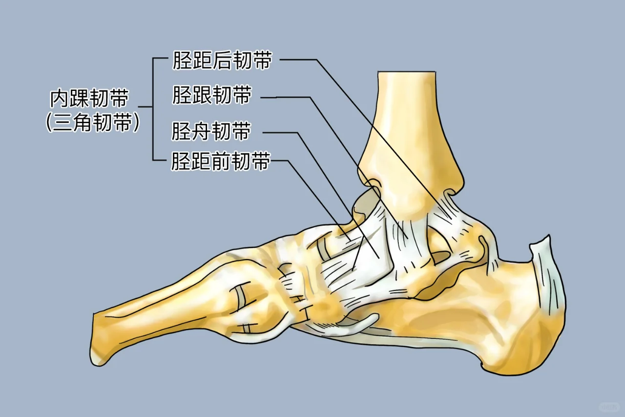 正常人脚踝图片