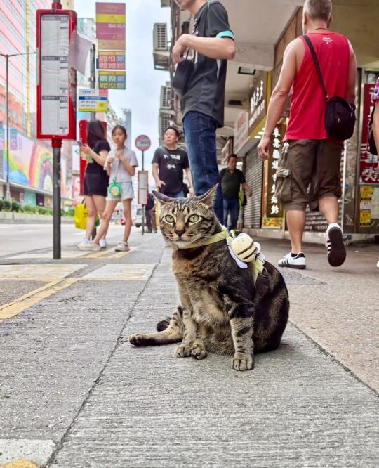 🇭🇰貓店長系列💛阻b催促巴士快走