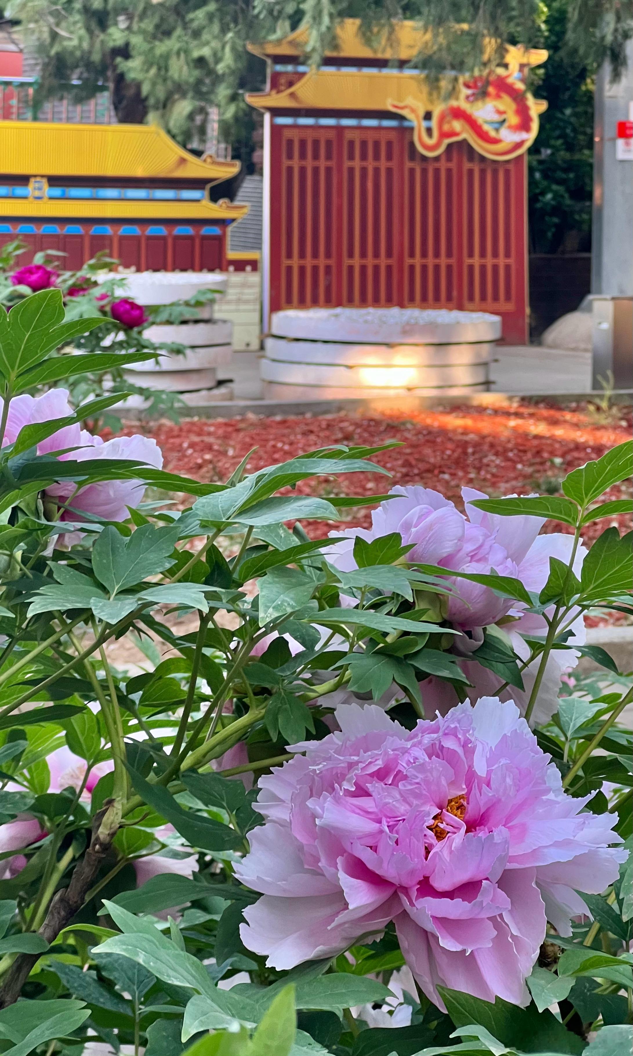 劳动人民文化宫 牡丹花开摄影