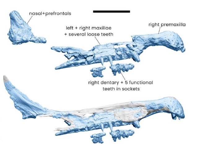 恐龙 Spinosaurus mirabilis, ‘hell heron’. 