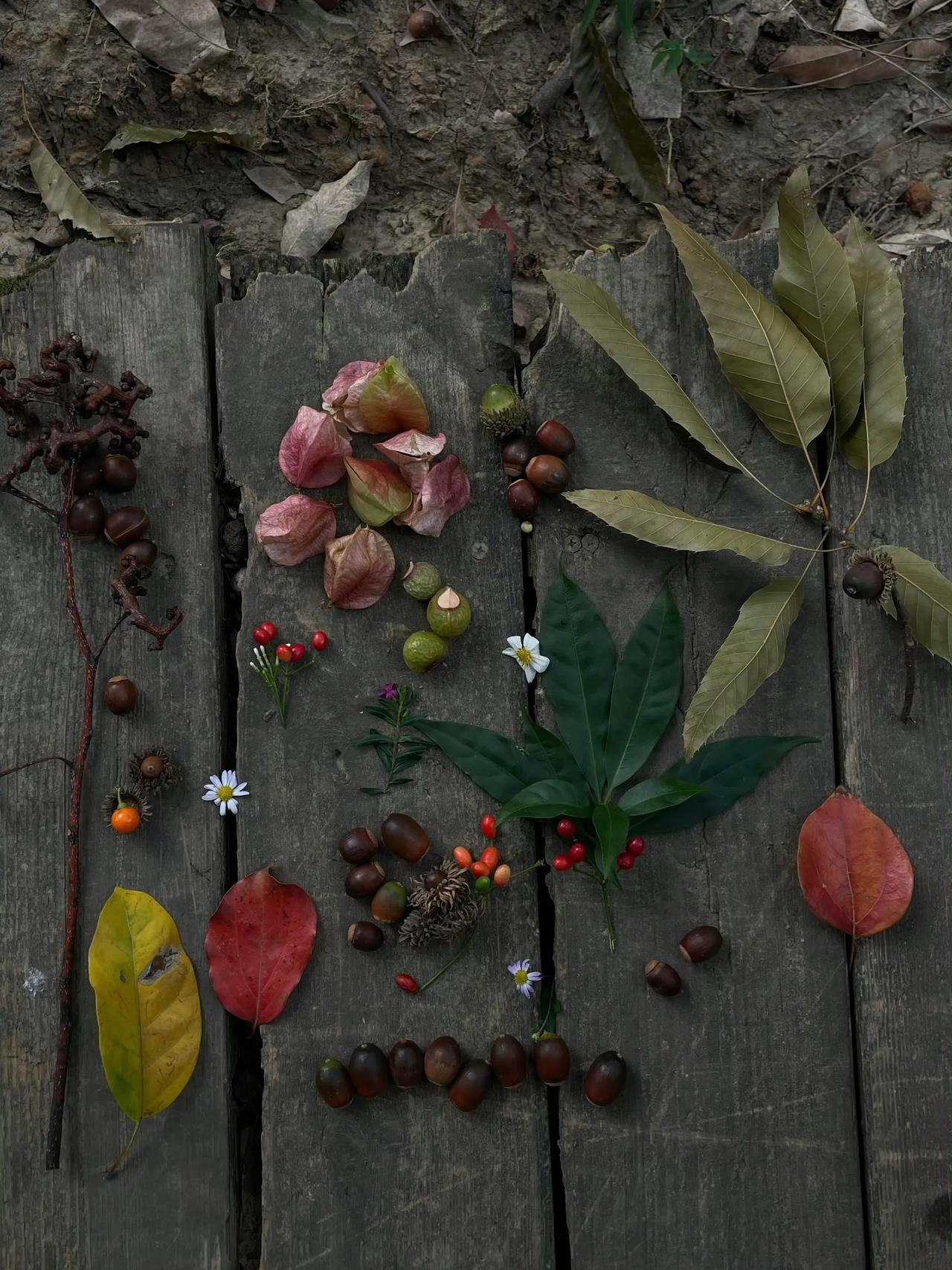 总要去趟有风的地方吧
捡个秋天🍂这次终于达成心愿啦！