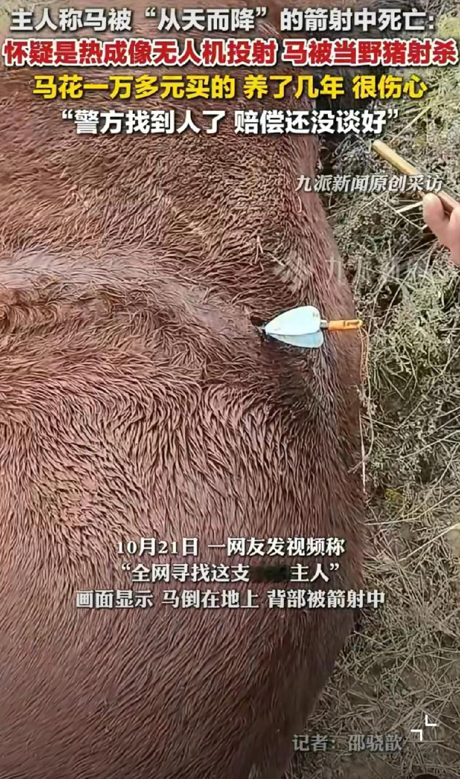 无人机热成像射杀动物
如果误伤到人了怎么办？[衰]
现在有很多人野外徒步、露营