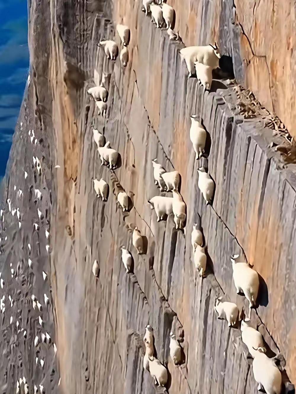 岩羊岩羊你干啥？好路不走走悬崖。
拖家带口组团上，密密麻麻真挤巴。
小羊生下就会