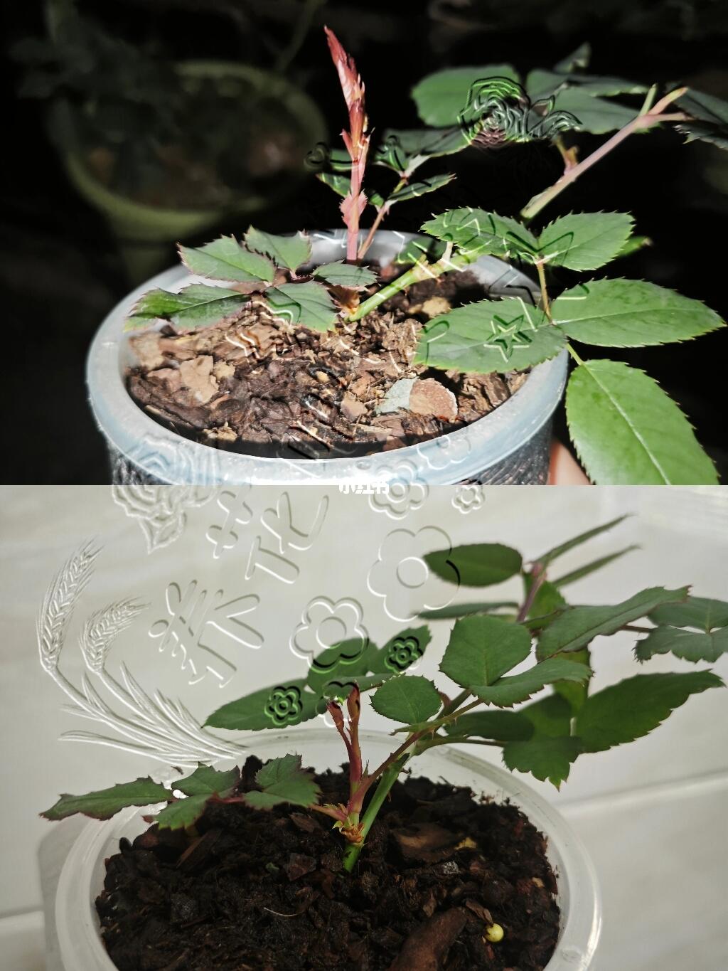 约定小苗一天长势对比，不愧是鹭卓的玫瑰