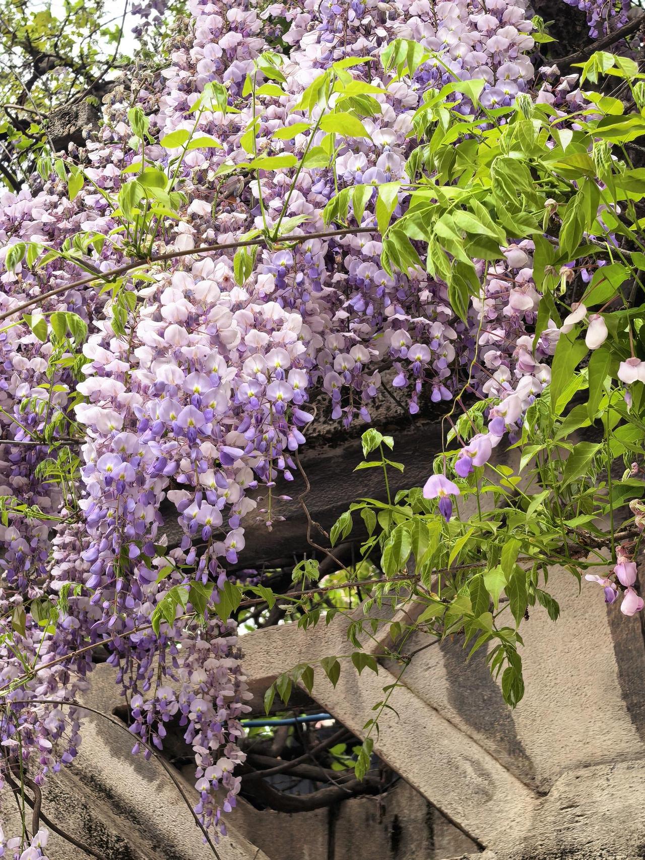 赴一场紫色的约

纺织城公园的紫藤，开了。

我是循着香气找过去的。还没走到近前