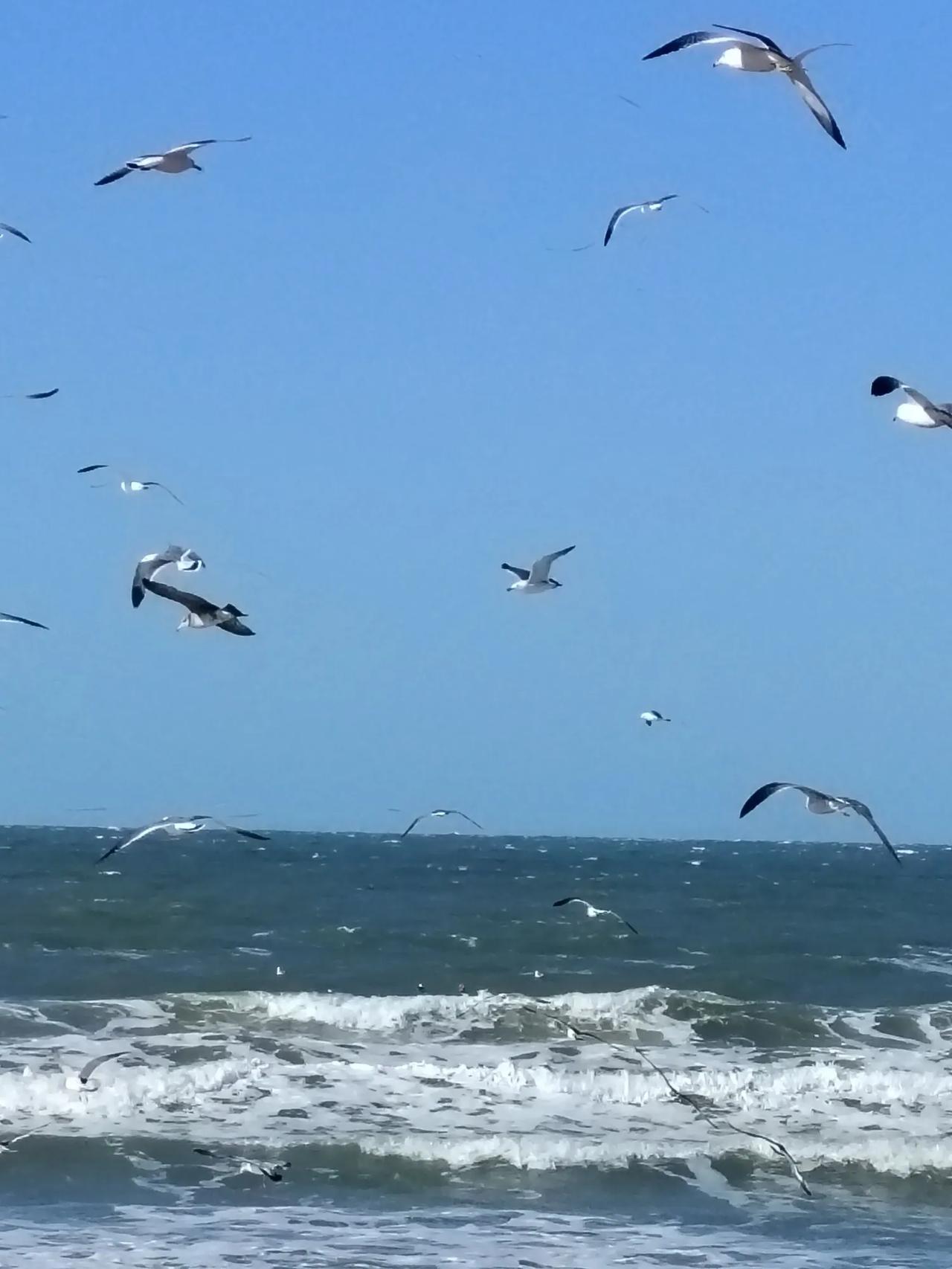分享你相册里的最新一张照片远海蓝近浪翻，高天蓝海鸥翩。