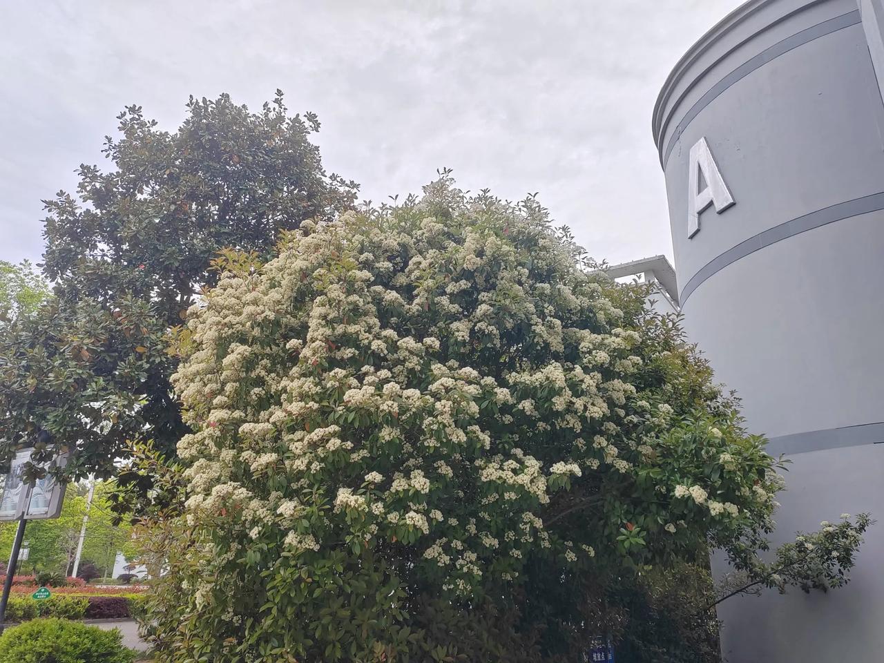 【石楠花虽有臭味，但洁白如雪】
       暮春时节，教学楼边上的那一丛石楠花