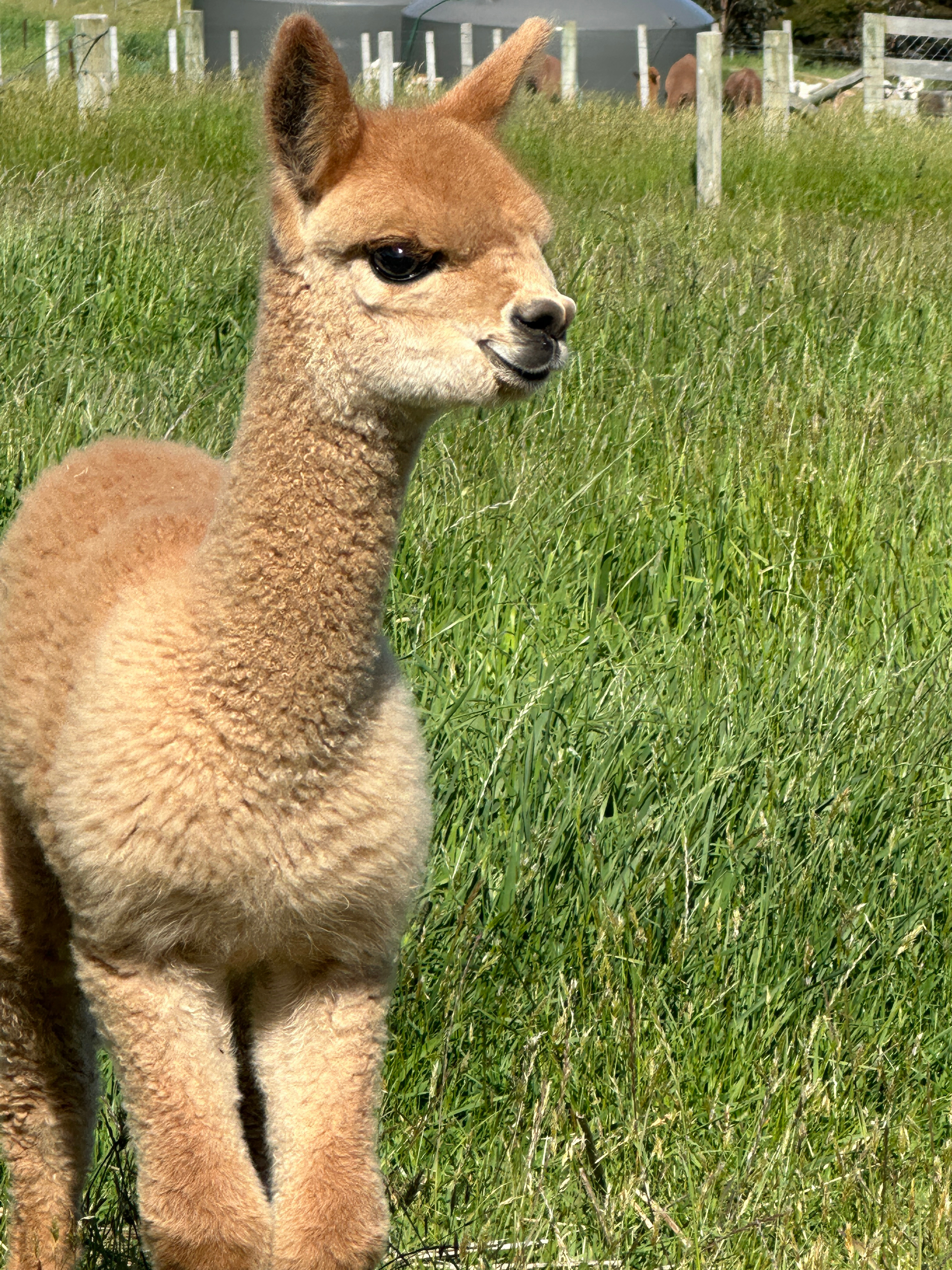 到了心心念念的地方～🇳🇿#新西兰旅行#  ​​​