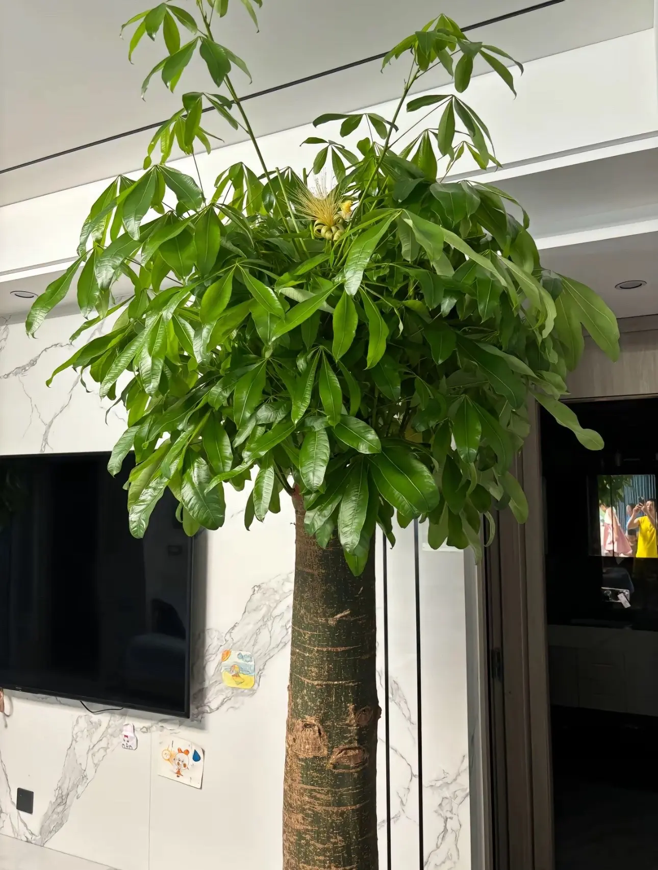 发财树开花了🪷