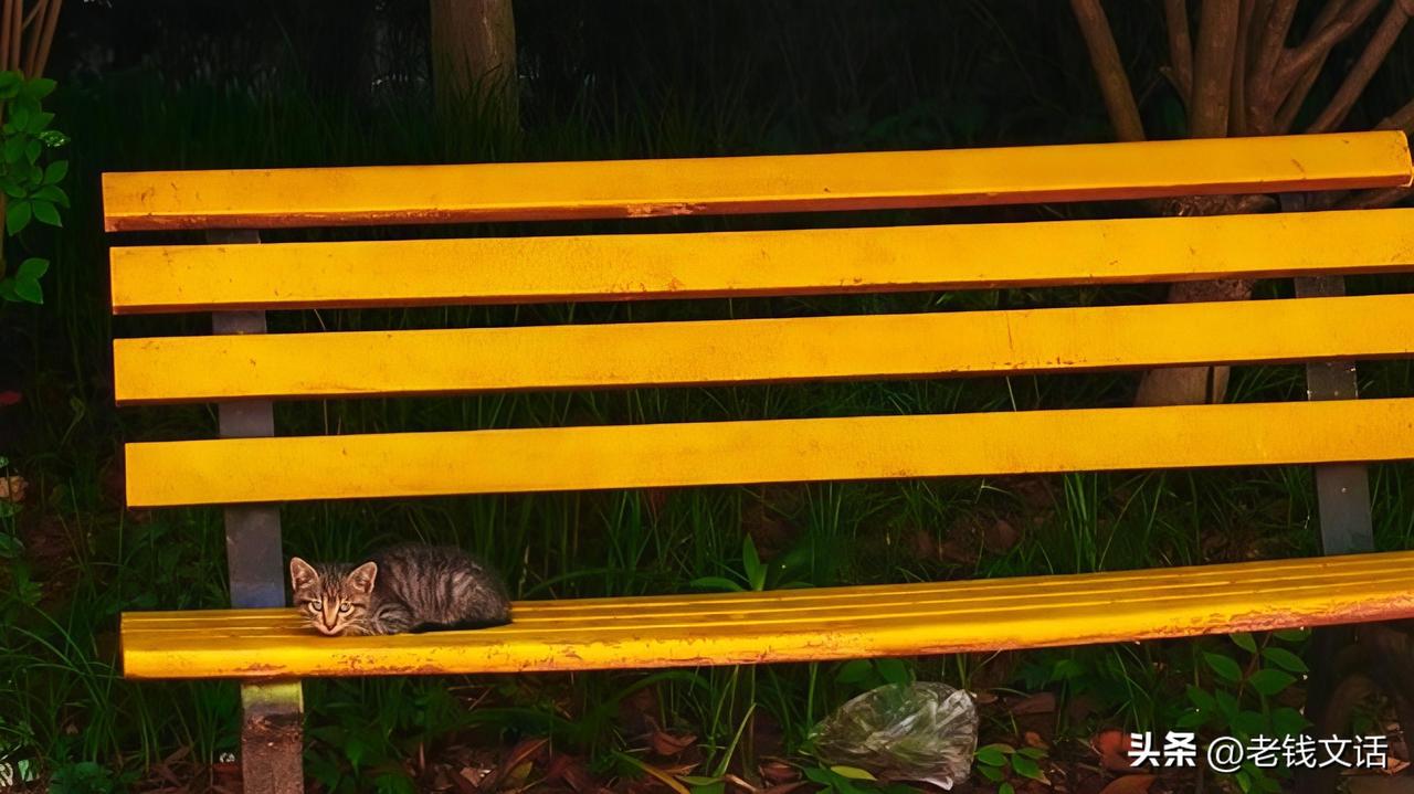一只可爱的小奶猫，简直让它萌化了！在小区排椅上，一只刚出生不久的小猫咪独自窝在上