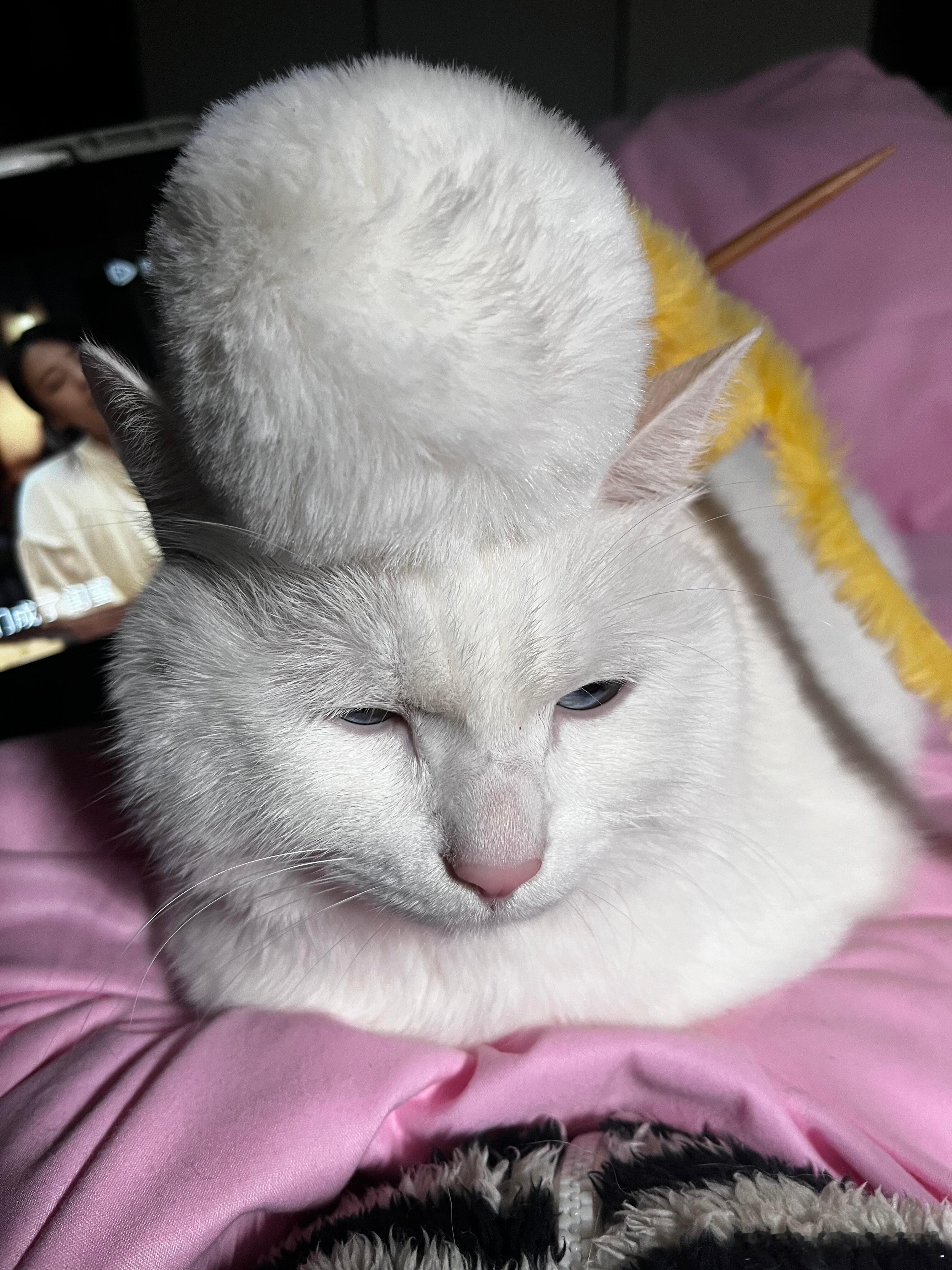 完全羊副市长来着 