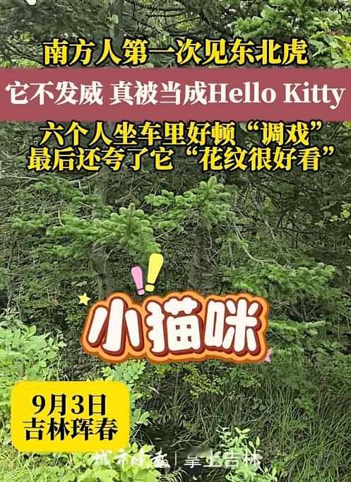 “无知者无畏！”吉林珲春，一男子采松子下山时，突然看到旁边的树林中有动静，仔细一