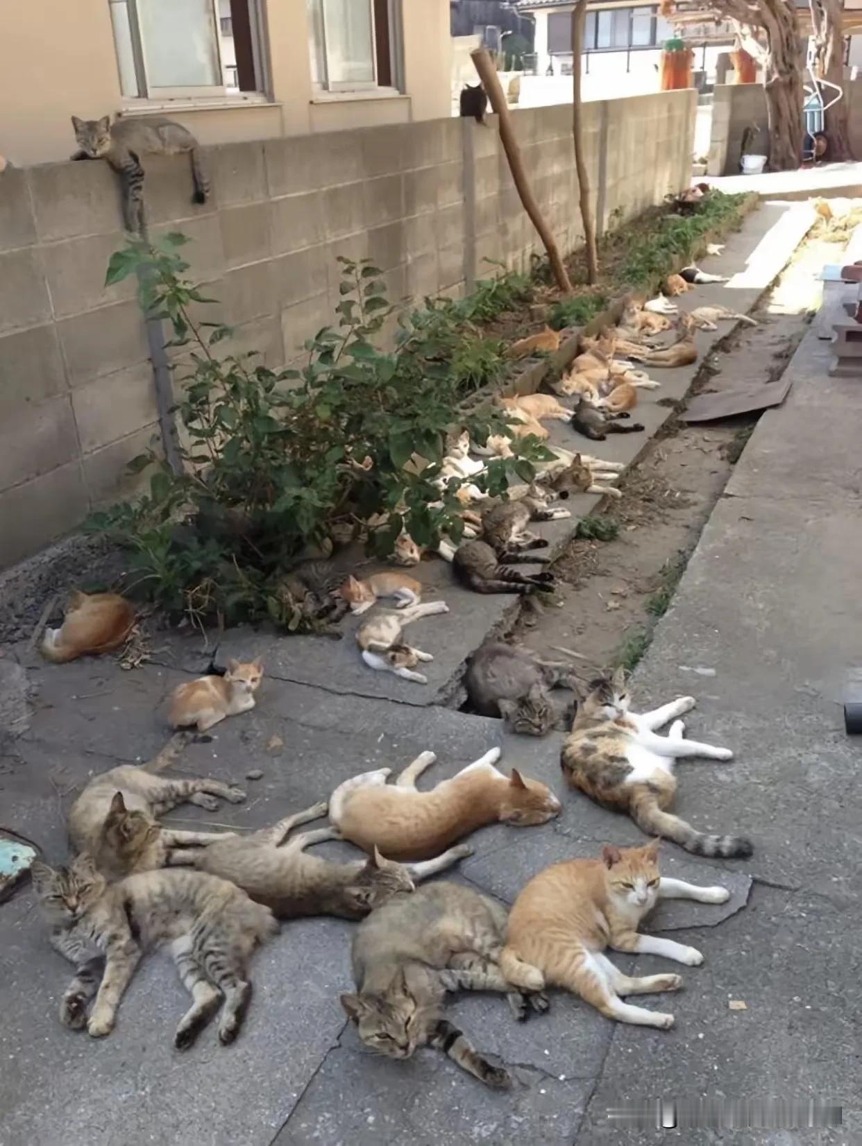小区里有几位爱猫人士，一年四季，风雨无阻每天投喂小区的流浪猫，导致小区四周方圆不