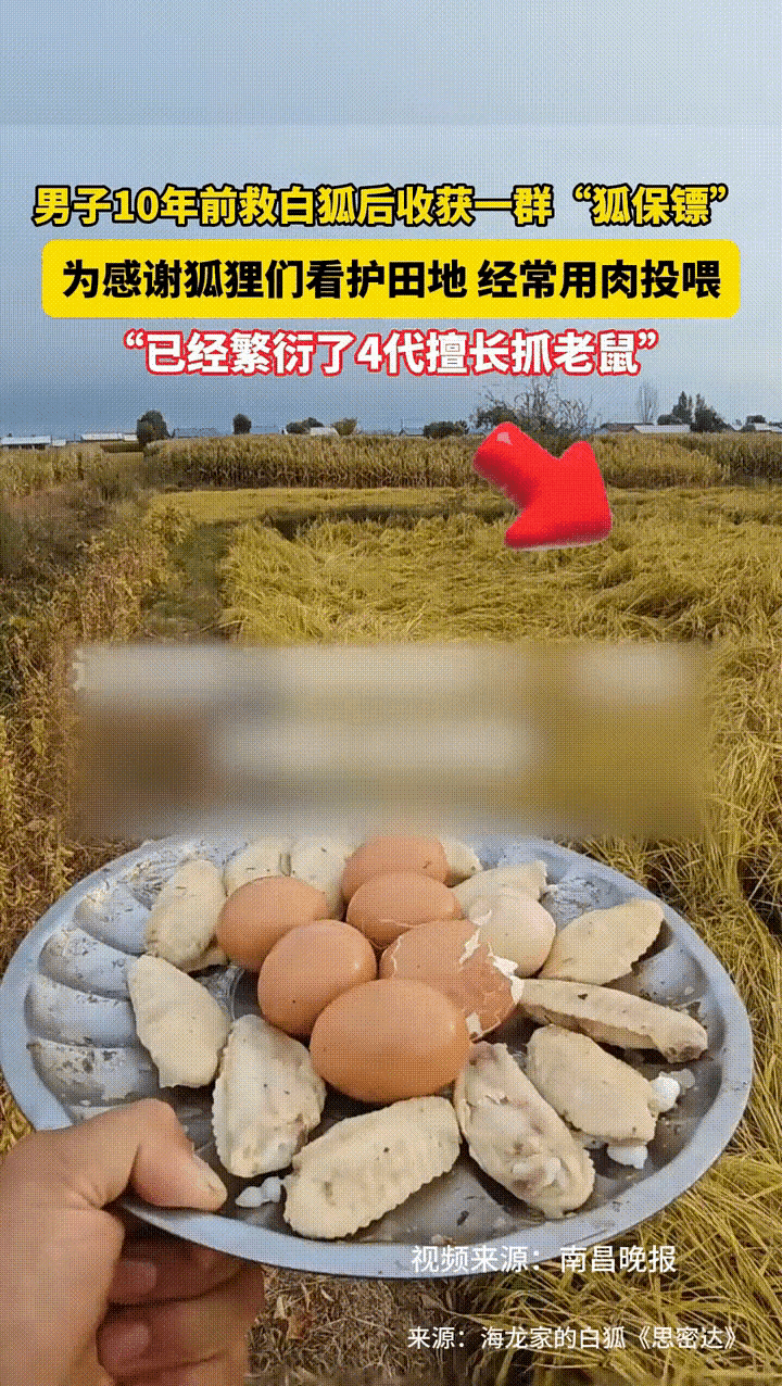“好人有好报”

黑龙江五常张先生十年前随手救的两只白狐，早就把“善有善报”活成
