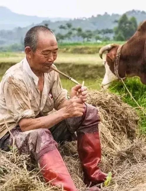 #你认为农民种地的原因是什么？#农民种地的原因可能有以下几点：
 
1. 生存需