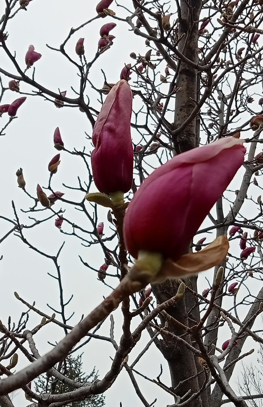 我想知道玉兰花究竟是几月份开花? 不同品种的玉兰花，开花时间有所差异。有的品种刚
