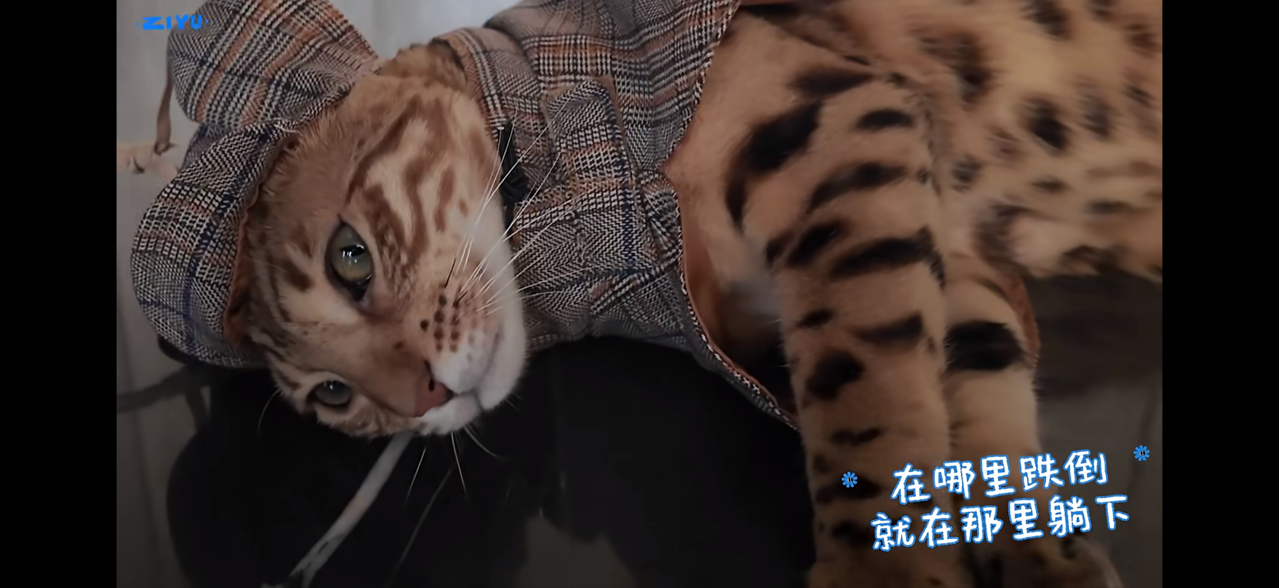 我的状态belike ： 