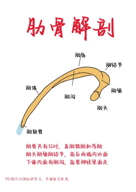 医学生笔记——肋骨解剖