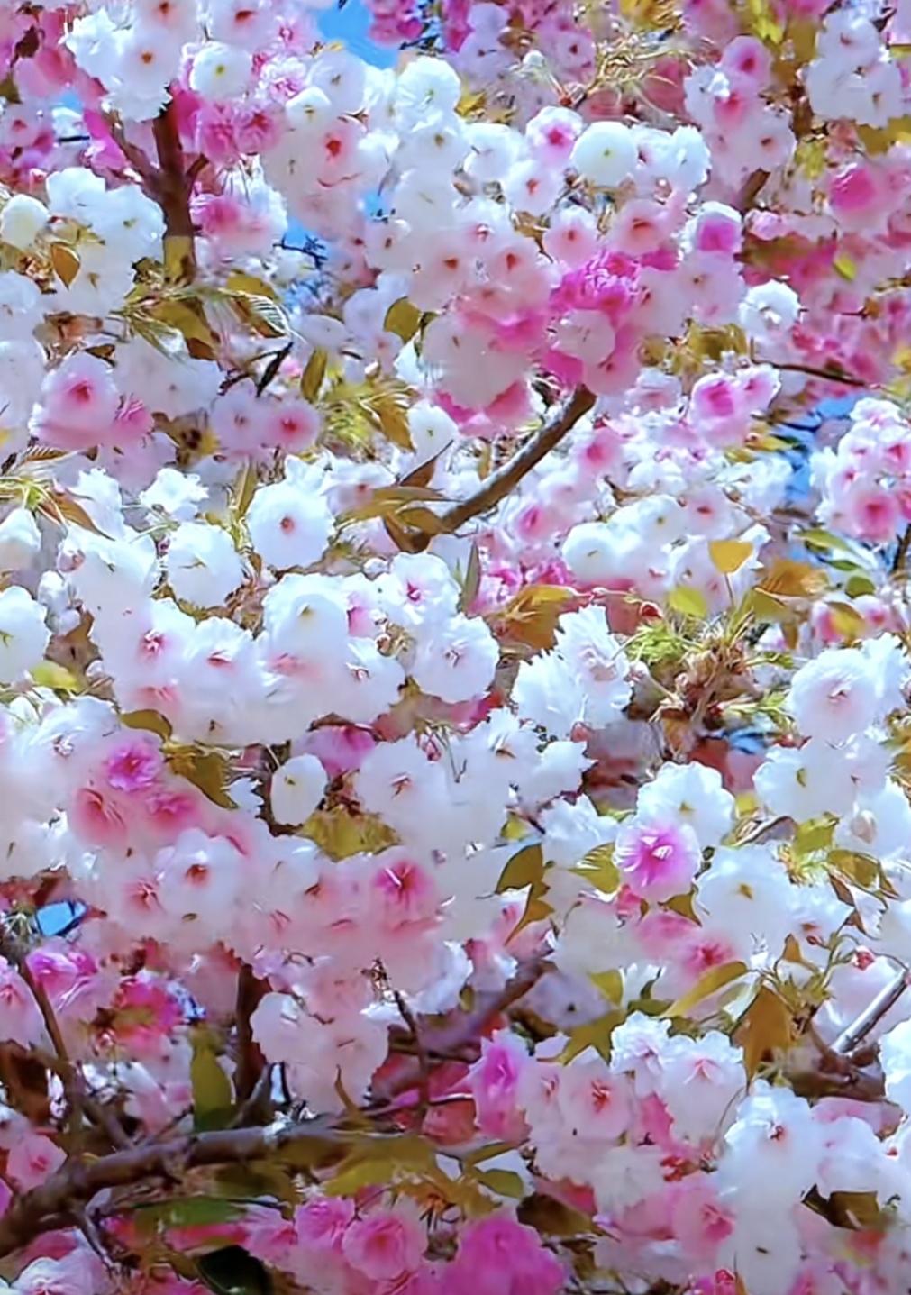 万万事事皆如愿