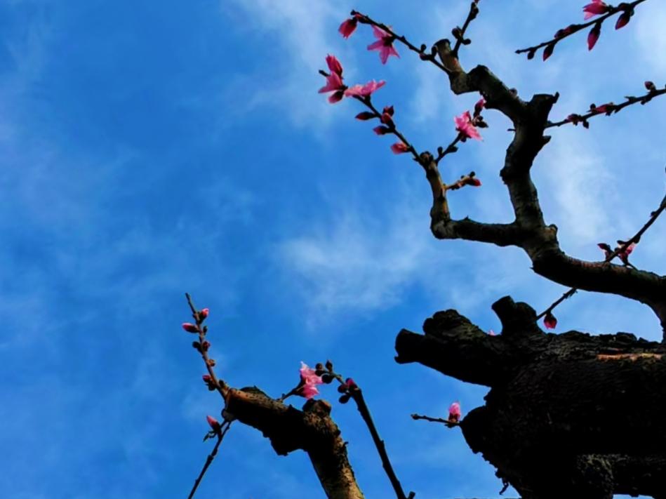 公园美丽景随拍