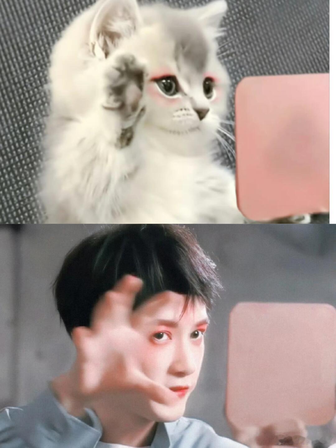 戏装的可爱猫猫 