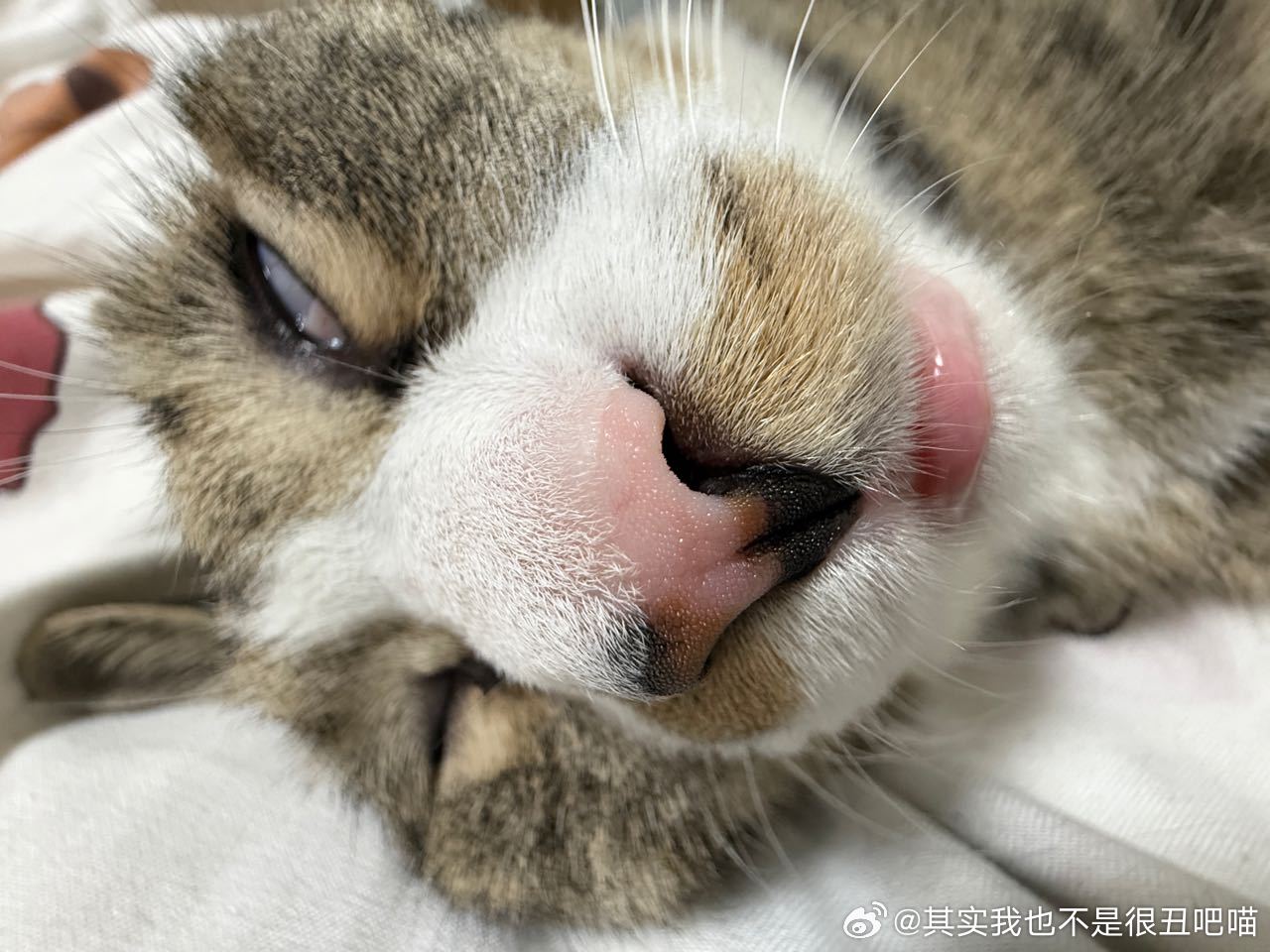 50328【丑猫】一只耳 